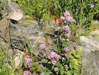 Keiserkåpe (Argynnis paphia)