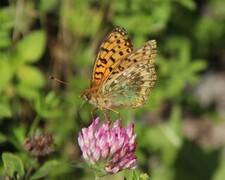 Dark Green Fritillary (Argynnis aglaja)