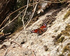 Dagpåfugløye (Aglais io)