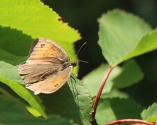 Meadow Brown (Maniola jurtina)