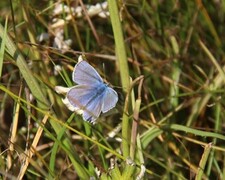 Common Blue (Polyommatus icarus)