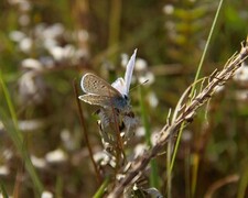 Common Blue (Polyommatus icarus)