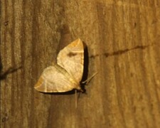 The Chevron (Eulithis testata)