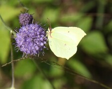 Sitronsommerfugl (Gonepteryx rhamni)