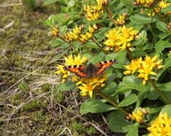 Neslesommerfugl (Aglais urticae)