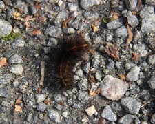Fox Moth (Macrothylacia rubi)