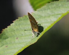Brown Hairstreak (Thecla betulae)