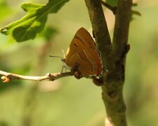 Brown Hairstreak (Thecla betulae)