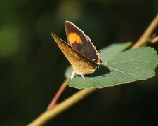 Brown Hairstreak (Thecla betulae)