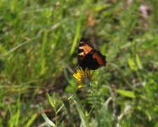 Neslesommerfugl (Aglais urticae)