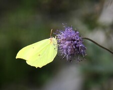 Sitronsommerfugl (Gonepteryx rhamni)