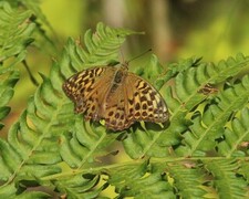 Keiserkåpe (Argynnis paphia)