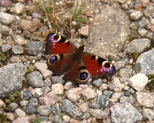 Dagpåfugløye (Aglais io)