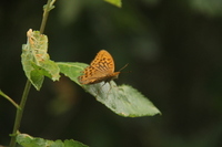 Keiserkåpe (Argynnis paphia)