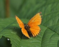 Scarce Copper (Lycaena virgaureae)