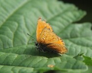 Oransjegullvinge (Lycaena virgaureae)