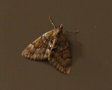 Grey Pine Carpet (Thera obeliscata)
