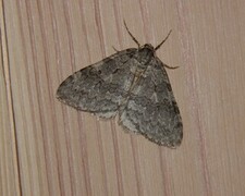 Autumnal Moth (Epirrita autumnata)
