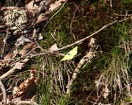 Sitronsommerfugl (Gonepteryx rhamni)