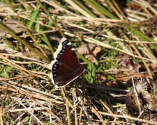 Sørgekåpe (Nymphalis antiopa)