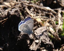 Holly Blue (Celastrina argiolus)