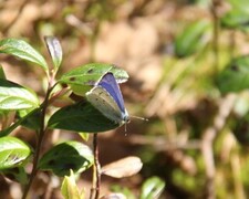 Holly Blue (Celastrina argiolus)
