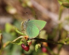 Grønnstjertvinge (Callophrys rubi)