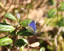 Holly Blue (Celastrina argiolus)