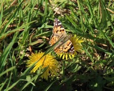 Painted Lady (Vanessa cardui)