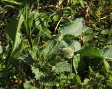 Green-veined White (Pieris napi)