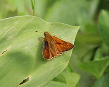 Large Skipper (Ochlodes sylvanus)