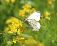 Green-veined White (Pieris napi)