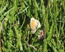 Engringvinge (Coenonympha pamphilus)