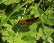 Large Skipper (Ochlodes sylvanus)
