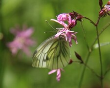 Green-veined White (Pieris napi)