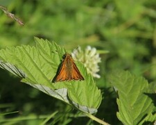 Large Skipper (Ochlodes sylvanus)