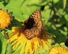 Dark Green Fritillary (Argynnis aglaja)