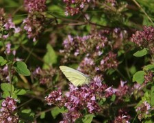 Large White (Pieris brassicae)