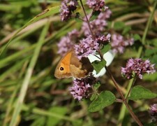 Meadow Brown (Maniola jurtina)