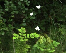 Green-veined White (Pieris napi)