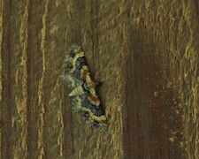 Torskemunndvergmåler (Eupithecia linariata)