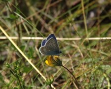 Common Blue (Polyommatus icarus)