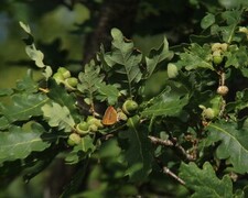 Brown Hairstreak (Thecla betulae)