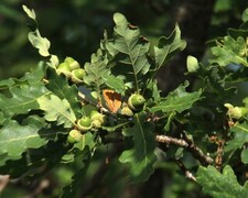 Brown Hairstreak (Thecla betulae)