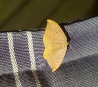 Oak Hook-tip (Watsonalla binaria)