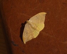 Oak Hook-tip (Watsonalla binaria)