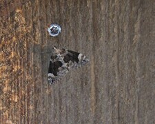 Dark Marbled Carpet (Dysstroma citrata)