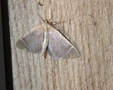The Chevron (Eulithis testata)