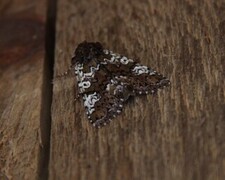 Cameo (Crypsedra gemmea)