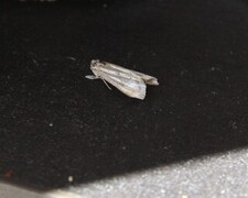 Garden Grass-veneer (Chrysoteuchia culmella)